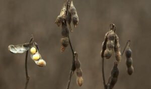 Bank of America Memprediksi Penurunan Harga Bijian dan Kedelai di Masa Depan