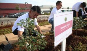 Menciptakan Oase Hijau di Tengah Keramaian Kota, Penanaman Pohon Ketapang Kencana di EASTVARA.