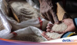 Update Harga Gabah dan Beras Tertinggi Tahun 2025