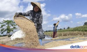 Harga Gabah Turun Drastis! HPP Baru Mulai Berlaku dalam 2 Harga Gabah Turun Drastis! HPP Baru Mulai Berlaku dalam 2 Hari