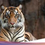 Fenomenal! Kebun Binatang Menawarkan Urin Harimau Seharga Rp 112 Ribu untuk Obat-obatan