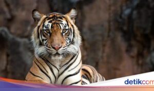 Fenomenal! Kebun Binatang Menawarkan Urin Harimau Seharga Rp 112 Ribu untuk Obat-obatan