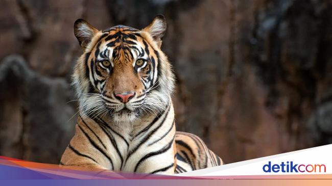 Fenomenal! Kebun Binatang Menawarkan Urin Harimau Seharga Rp 112 Ribu untuk Obat-obatan