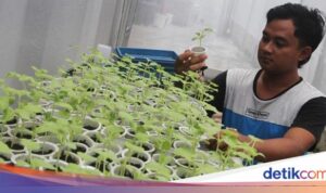 Menelusuri Budidaya Melon Hidroponik di Ngawi