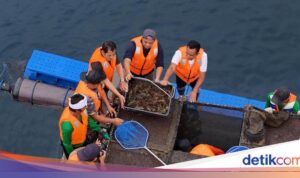 Langkah Maju dalam Budidaya Lobster di Jembrana Bali Menurut KKP