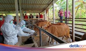 Wabah PMK Merebak, Kapan Rencana Impor Sapi Akan Terealisasi?