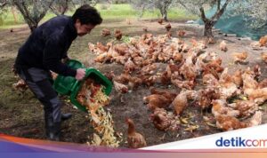 Memulihkan Kebun Zaitun dan Mengelola Limbah: Kisah Kala Ayam-ayam 'Pensiunan'