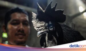 Ayam Cemani RI Raih Pasar Luar Negeri di Prancis-Turki