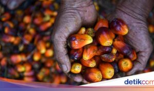 Harga Acuan CPO Turun di Bulan Februari Menjadi US$ 955,44/MT