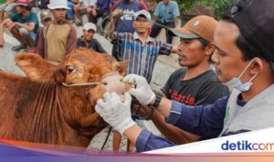 Data Menurunnya Kasus PMK Sapi dalam Catatan Kementan