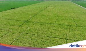 Eks Napi Terlibat dalam Meningkatkan Produksi Pertanian dan Peternakan