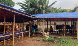 Pedagang di Jagakarsa Jaksel Memanfaatkan Media Sosial untuk Menjual Hewan Kurban