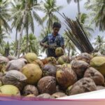 Meningkatkan Perekonomian Pulau Bacan Melalui Hilirisasi Kelapa