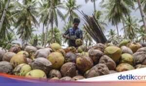 Meningkatkan Perekonomian Pulau Bacan Melalui Hilirisasi Kelapa