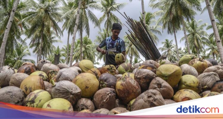 Meningkatkan Perekonomian Pulau Bacan Melalui Hilirisasi Kelapa