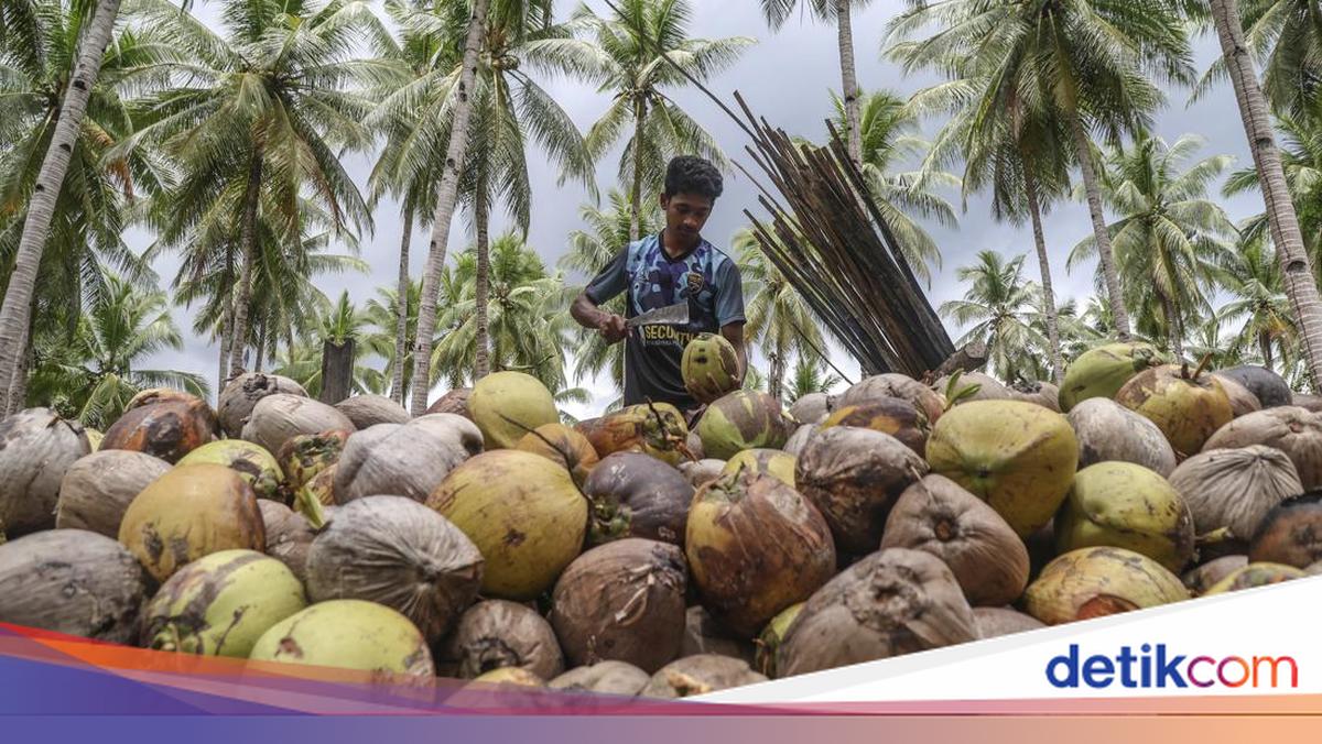 Meningkatkan Perekonomian Pulau Bacan Melalui Hilirisasi Kelapa