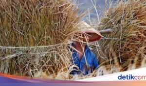 Dari Sawah ke Botol: Membangun Ekonomi Hijau dari Jerami Padi