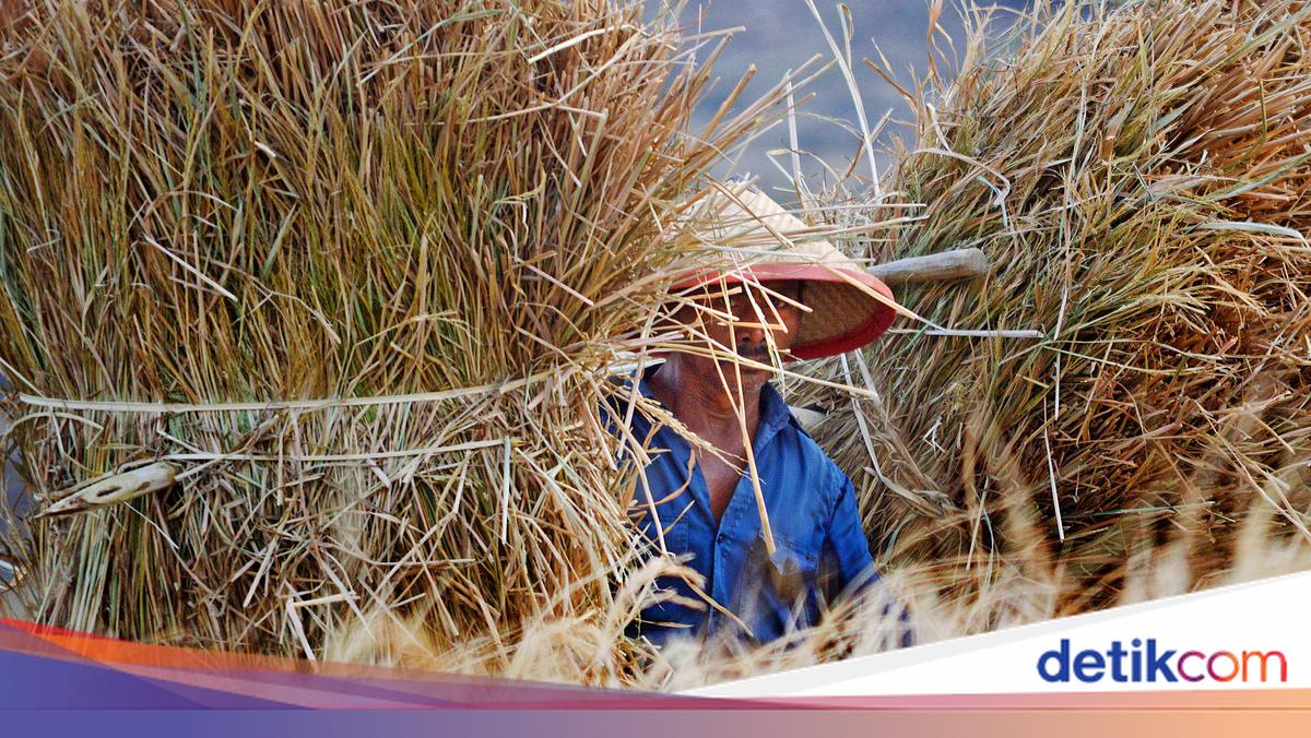 Dari Sawah ke Botol: Membangun Ekonomi Hijau dari Jerami Padi