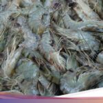 Ribuan Kontainer Udang Menunggu Sertifikasi Bebas Cesium-137 Menurut Pengusaha