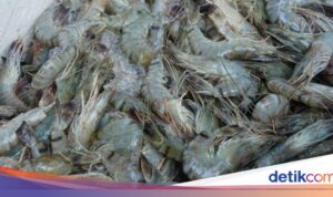 Ribuan Kontainer Udang Menunggu Sertifikasi Bebas Cesium-137 Menurut Pengusaha