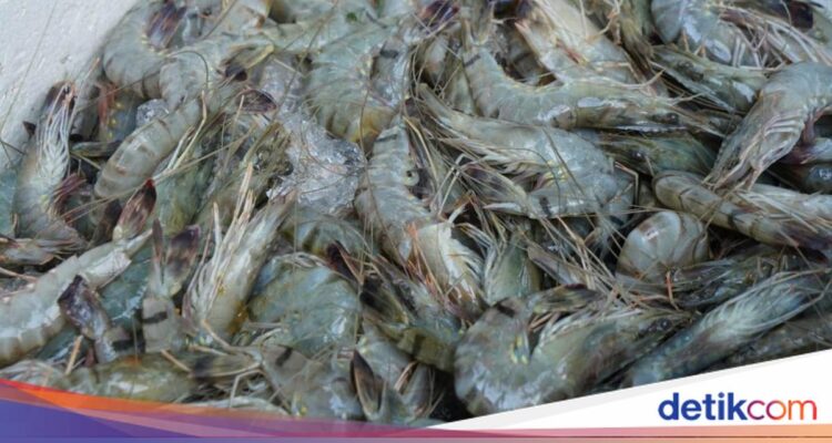 Ribuan Kontainer Udang Menunggu Sertifikasi Bebas Cesium-137 Menurut Pengusaha