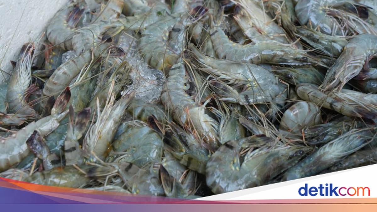 Ribuan Kontainer Udang Menunggu Sertifikasi Bebas Cesium-137 Menurut Pengusaha